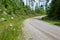 Daisies along gravel road side