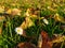 Daisies between autumn leaves