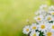 Daisies background