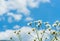 Daisies on a background of bright blue sky. The concept of serenity, simplicity and minimalism