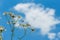 Daisies on a background of bright blue sky. The concept of serenity, simplicity and minimalism