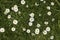 Daisies, bellis perennis