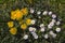 daisies (Bellis perennis) and dandelions (Taraxacum officinalis)