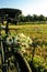 Daisies on bicycle seat and wheel in sunshine, summer sunset fie