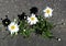 Daisies bloom beautifuly in a concrete crack