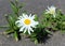 Daisies bloom beautifuly in a concrete crack