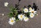 Daisies bloom beautifuly in a concrete crack