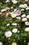 Daisies in bloom in a field