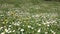 Daisies bloom on field on summer day, green grass. Details