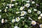 Daisies in bloom in the grass