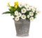 Daisies blooming plant in a metal vintage bucket. Spring, gardening and flowers gift concept or florist shop. Front view of daisy