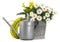 Daisies blooming plant in metal vintage bucket, watering can and hose. Spring time, flowers and gardening work concept or florist