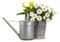 Daisies blooming plant in a metal vintage bucket and watering can. Spring, gardening and flowers gift concept or florist shop.