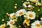 Daisies Blurred Background