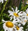 Daisies with a busy bee collecting pollen in the sun