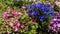 Daisies colors flowers pink blue purple Dimorphotheca blooming flower Osteospermum like background in nature