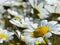 Daisies daisy flowers in a meadow in spring