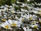 Daisies daisy flowers in a meadow in spring