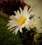 Daisies at dusk