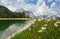 Daisies by Ehrwalder Almsee, beautiful mountain lake in the Alps, Tyrol, Austria