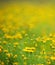 Daisies in a field, macro