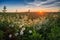 Daisies in the field. Meadow for a picnic at sunset.