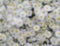 Daisies field white daisy out of focus