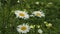 Daisies flicker in the wind against green grass.
