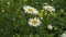 Daisies flicker in the wind against green grass.
