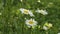 Daisies flicker in the wind against green grass. Closeup.