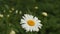 Daisies flicker in the wind against green grass. Closeup.