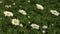 Daisies flicker in the wind against green grass. Closeup.