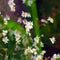 Daisies floral composition