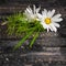 Daisies flower with grass on black cracks background,