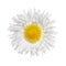 Daisies flower head camomile isolated