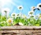 Daisies, flower meadow behind wooden board