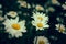Daisies flowers on blurred green background