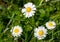 Daisies flowers with drops