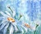 Daisies - flowers and leaves. Watercolor drawing - flowering meadow. Decorative composition.