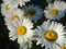 Daisies, flowers, nature, garden, field, outdoors, petals, beauty, beautiful, white, yellow