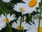 Daisies, flowers, nature, garden, field, outdoors, petals, beauty, beautiful, white, yellow