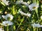 daisies, flowers, nature, garden, field, outdoors, petals, beauty, beautiful, white, yellow