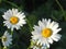 Daisies, flowers, nature, garden, field, outdoors, petals, beauty, beautiful, white, yellow