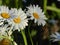 Daisies, flowers, nature, garden, field, outdoors, petals, beauty, beautiful, white, yellow