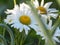 Daisies, flowers, nature, garden, field, outdoors, petals, beauty, beautiful, white, yellow