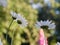 Daisies, flowers, nature, garden, field, outdoors, petals, beauty, beautiful, white, yellow