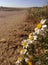 Daisies Flowers next to the rural dirt road. Agricultural area.