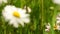 Daisies flowers wildflowers as nature background. Meadow.