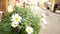 Daisies on footpath with people walking by on background