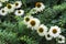 Daisies, garden flowers with white petals among the greenery, fl